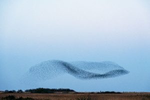 brand concept murmuration of starlings swooping